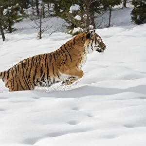 Siberian Tiger (Panthera tigris altaica), Montana, United States of America, North