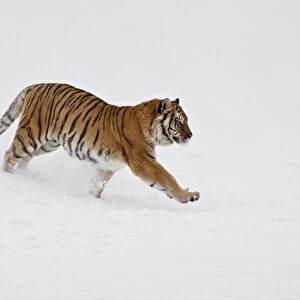 Siberian Tiger (Panthera tigris altaica) running through the snow, in captivity