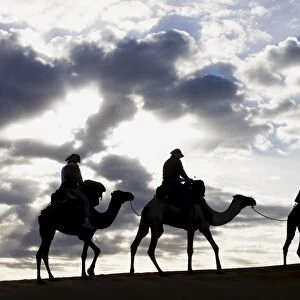 Silhouette of Berber man leading three camels along the ridge of a sand dune in the Erg Chebbi sand sea near Merzouga, Morocco, North