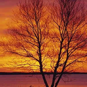 Silhouette of a Birch tree at sunrise, Kouchibouguac National Park, New Brunswick, Canada