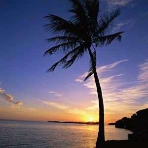 Silhouette of a palm tree against the sunset on the coast of Florida, United States of America