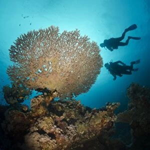 Silhouette of two scuba divers above Table coral, Ras Mohammed National Park, Sharm el-Sheikh, Red Sea, Egypt, North Africa, Africa