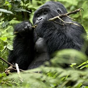 Silverback mountain gorilla (Gorilla gorilla beringei), Group 13, Volcanoes National Park