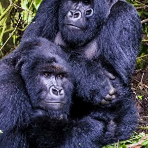Silverback Mountain gorillas (Gorilla beringei beringei) in the Virunga National Park