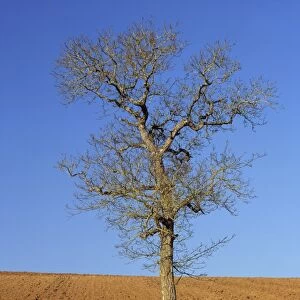 A single bare tree in a field near Irancy, in Burgundy, France, Europe