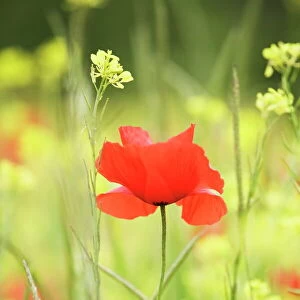 Single poppy in a field of wildflowers, Val d Orcia, Province Siena, Tuscany, Italy, Europe