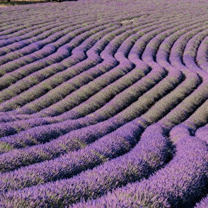 Sinuous lavender lines in a field, Plateau de Valensole, Provence, France, Europe
