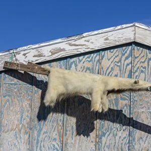 Skin of polar bear (Ursus maritimus), Inuit village, Ittoqqortoormiit, Scoresbysund, Northeast Greenland, Polar Regions