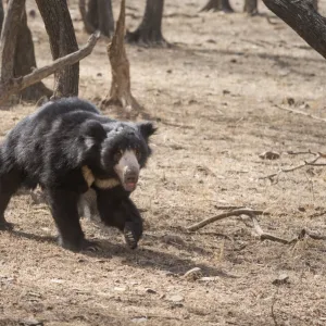 Sloth bear, Ranthambhore National Park, Rajasthan, India, Asia