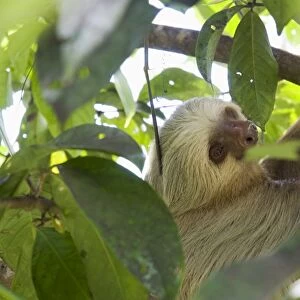 Sloth, Manuel Antonio National Park, Costa Rica