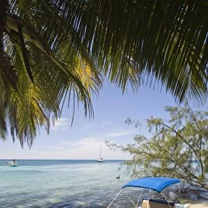 Small boat on beach under coconut palm, Ranguana Caye, Belize, Central America