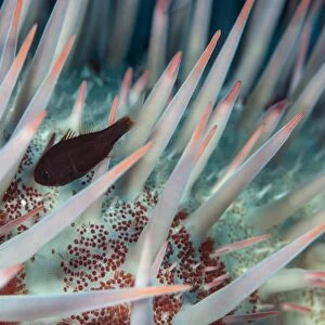 Small fish hides in the venomous spines of a crown of thorns starfish (Acanthaster planci)