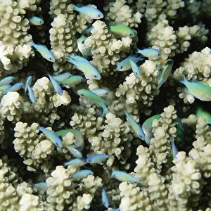Small reef fish in coral, off Sharm el-Sheikh, Sinai, Red Sea, Egypt, North Africa