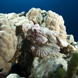 Small scale scorpionfish (Scorpaenopsis oxycephala) (Tassled scorpionfish) in the Red Sea, Marsa Alam, Egypt, North Africa, Africa
