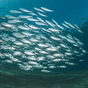 Small school of Indian mackerel (Rastrelliger kanagurta) in shallow water, Naama Bay, Sharm El Sheikh, Red Sea, Egypt, North Africa, Africa