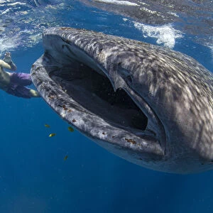 Snorkeller with a juvenile whale shark (Rhincodon typus) feeding on the suface in
