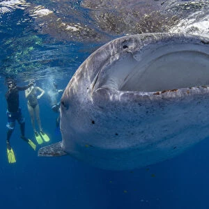 Snorkellers with a juvenile whale shark (Rhincodon typus) feeding at the suface in