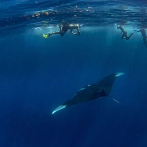 Snorkellers with an oceanic manta ray (Manta birostris) feeding near the surface