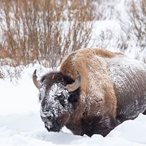 Snow covered bison (Bison bison), Yellowstone National Park, UNESCO World Heritage Site