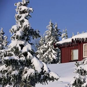 Snow covered trees and house