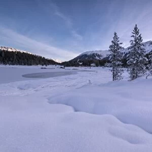 Snow covered trees, Lej da Staz, St. Moritz, Engadine, Canton of Graubunden (Grisons)