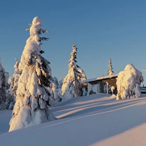 Snow laden trees and cabin, Kuusamo, Finland, Europe