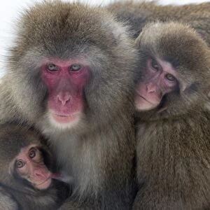 Snow monkey (Macaca fuscata) group with baby cuddling together in the cold, Japanese macaque