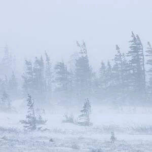 Snow storm, blizzard, Churchill, Hudson Bay, Manitoba, Canada, North America