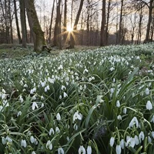 Snowdrops in woodland at sunset, near Stow-on-the-Wold, Cotswolds, Gloucestershire