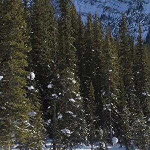 Snowshoeing near Lake Louise, Alberta, Canada, North America