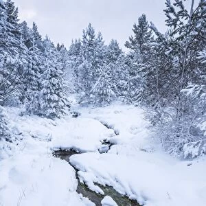 Snowy landscape at CairnGorm Mountain, Cairngorms National Park, Scotland, United Kingdom