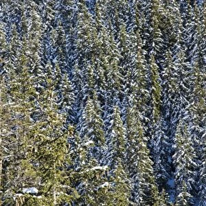 Snowy woods around Julierpass, Albula District, Canton of Graubunden, Switzerland, Europe