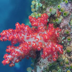 Soft coral from the Genus Scleronephthya in the shallow reefs off Sauwaderek Village Reef, Raja Ampat, Indonesia, Southeast Asia, Asia