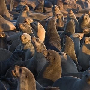 South African fur seals