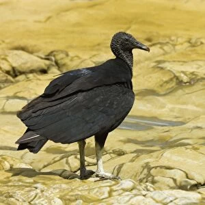 South American black vulture, a common scavenger, at a river mouth; Nosara, Nicoya Peninsula, Guanacaste Province, Costa Rica, Central America