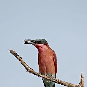 (Southern) carmine bee-eater (Merops nubicoides) with an insect, Kruger National Park