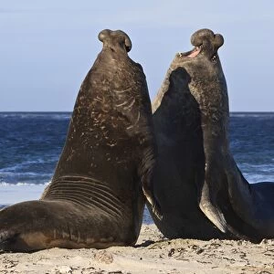 Two southern elephant seal (Mirounga leonina) bulls rear up to establish dominance, Sea Lion Island, Falkland Islands, South America
