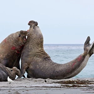 Two southern elephant seal (Mirounga leonina) bulls rear up and attack to establish dominance, Sea Lion Island, Falkland Islands, South America