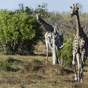 Southern giraffes (Giraffa camelopardalis), Khwai Concession, Okavango Delta, Botswana