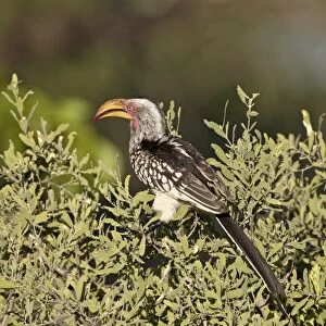 Southern yellow-billed hornbill (Tockus leucomelas), Kruger National Park