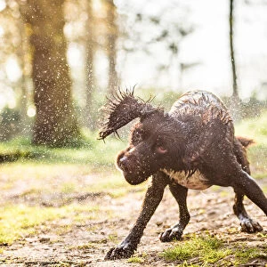 Spaniel shaking off water in the afternoon sunlight, United Kingdom, Europe