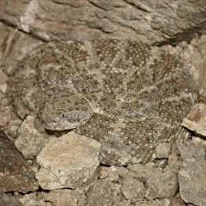 Speckled rattlesnake (Crotalus mitchellii) in captivity, Arizona Sonora Desert Museum