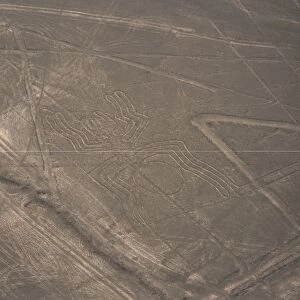Spider, Nazca (Nasca) Lines