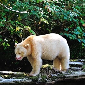 Spirit bear (Kermode bear), Great Bear Rainforest, British Columbia, Canada, North America