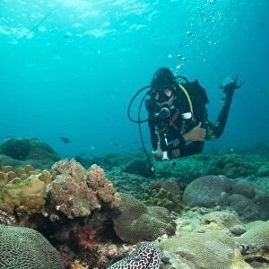 Spotted eel, Dimaniyat Islands, Gulf of Oman, Oman, Middle East