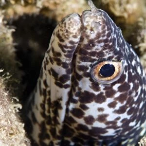 Spotted moray eel (Gymnothorax moringa), St. Lucia, West Indies, Caribbean, Central America