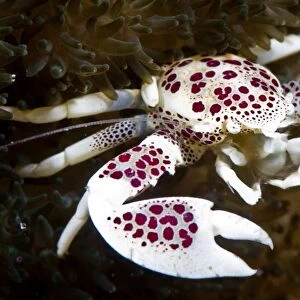 Spotted porcelain crab (Neopetrolisthes), in an anemone, Philippines, Southeast Asia, Asia