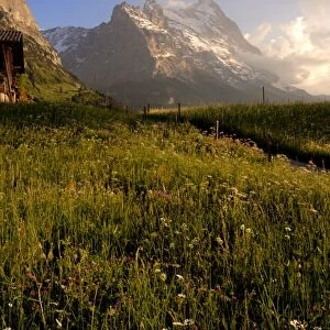 Spring alpine flower meadow and mountains