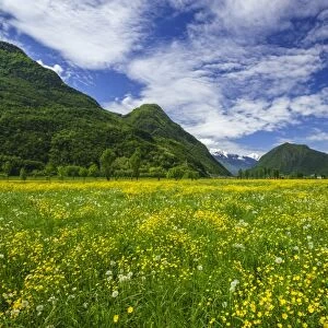 Spring blooms in Valtellina, near the village of Sirta. Lombardy, Italy, Europe
