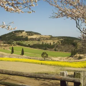 Spring cherry trees and mountain scenery